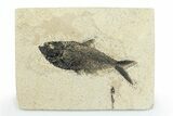 Detailed Fossil Fish (Diplomystus) - Wyoming #356795-1
